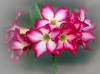Desert Roses